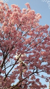 20150403桜2-thumb-300x533-3667