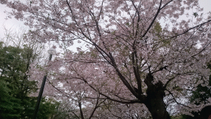 170413桜
