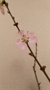 桜…？詳しい方教えてください<(_ _)>